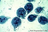 Giardia Lamblia